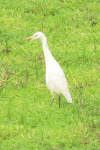 Bubulcus ibis