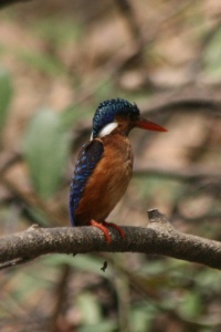 GHANA BIRDS Banner