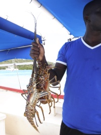 GRENADINES NATURE Banner