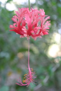 HONDURAS NATURE Banner