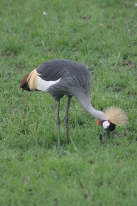 KENYA BIRDS Banner