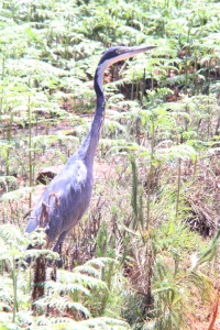 MALAWI BIRDS Banner