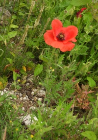 MONTENEGRO NATURE Banner