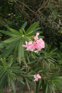 MONTSERRAT NATURE Banner