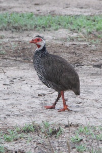 MOZAMBIQUE BIRDS Banner