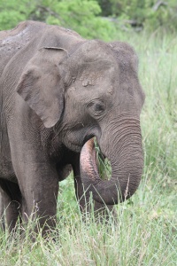 SRI LANKA NATURE Banner