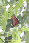 Danaus gilippus