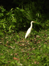 Bubulcus ibis