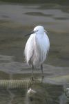 Western Little Egret (Egretta garzetta garzetta)