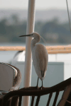 Western Little Egret Visiting