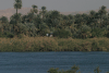 Western Grey Heron Flight