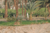 Local Date Palm Grove