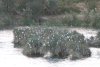 Egrets Congregate Evenings Islands