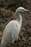 Western Cattle Egret (Bubulcus ibis ibis)