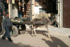 Donkey Cart