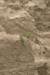 Two Egyptian Green Bee-eaters