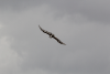 Bearded Vulture (Gypaetus barbatus)