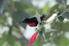 Hunter's Sunbird (Chalcomitra hunteri)