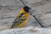 Village Weaver (Ploceus cucullatus)