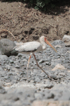 Yellow-billed Stork (Mycteria ibis)