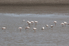 Lesser Flamingo (Phoeniconaias minor)