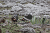 Augur Buzzard (Buteo augur)