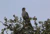 Dark Chanting Goshawk (Melierax metabates)