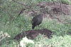 Helmeted Guineafowl (Numida meleagris)