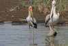 Yellow-billed Stork (Mycteria ibis)