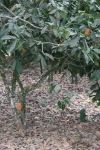 Cacao Tree (Theobroma cacao)