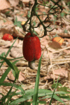 Cashew Tree (Anacardium occidentale)