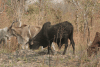 Cattle Mostly Zebu Kind