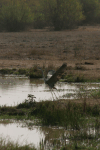 Western Grey Heron Taking