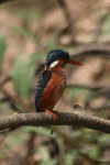 Malachite Kingfisher (Corythornis cristatus)