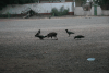 Pied Crows Harassing Vulture