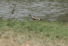 White-crowned Lapwing (Vanellus albiceps)