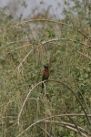 Red-throated Bee-eater (Merops bulocki)