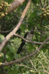 Western Plantain-eater (Crinifer piscator)