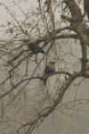 Blue-bellied Roller (Coracias cyanogaster)