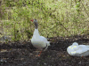 Domestic Geese