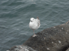 Yellow-legged Gull (Larus michahellis)