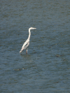 Grey Heron (Ardea cinerea)