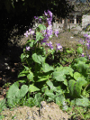 Annual Honesty (Lunaria annua)