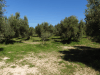 Olive Grove