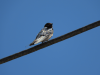 Barn Swallow (Hirundo rustica)