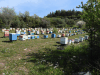 Meadow Hundreds Beehives