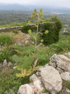 Giant Fennel (Ferula communis)