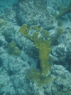 Acropora palmata