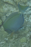 Acanthurus tractus