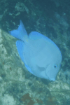 Acanthurus coeruleus